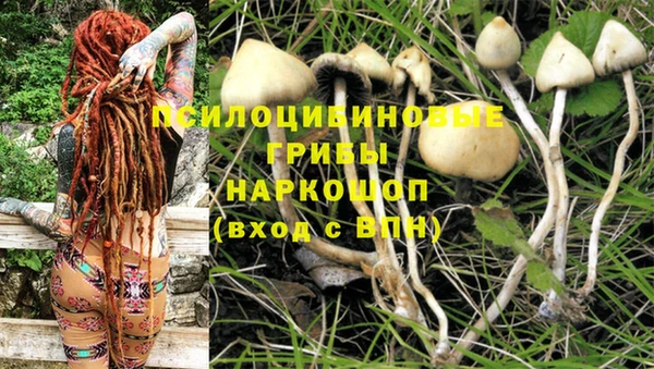 шишки Белокуриха